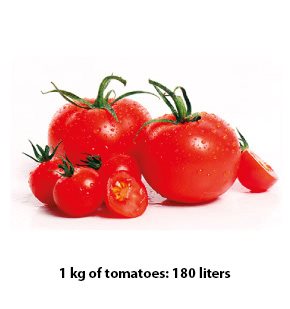 Tomato