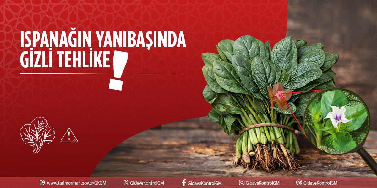 Ispanağın Yanıbaşında Gizli Tehlike!